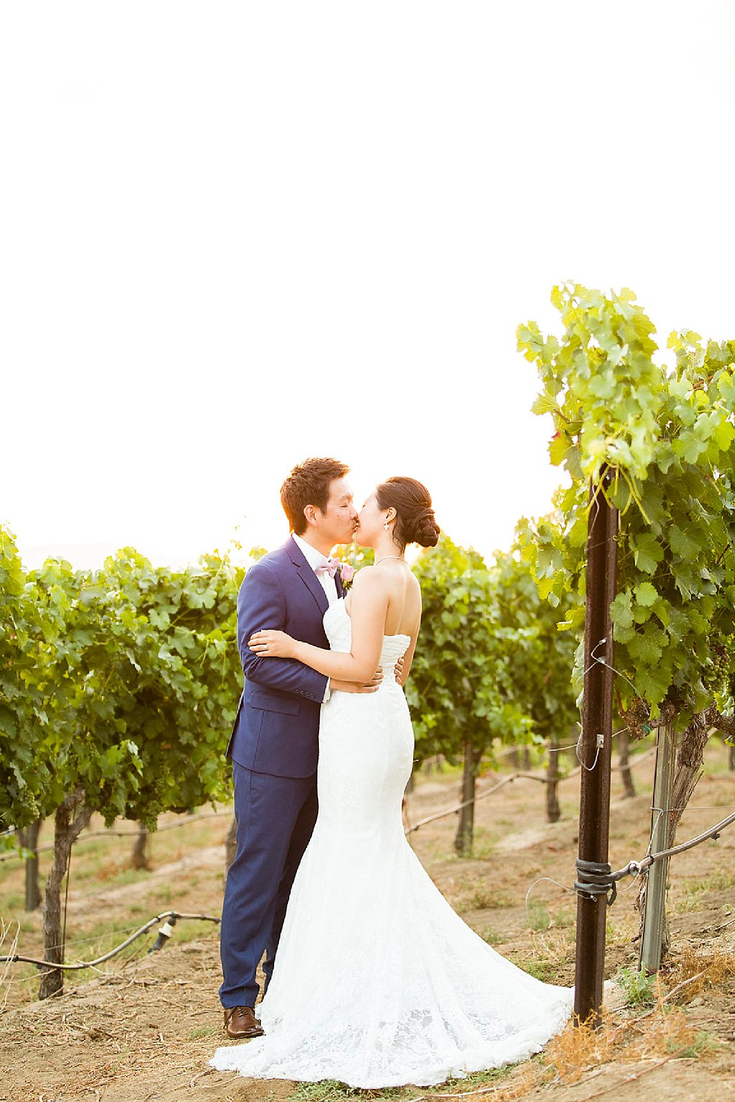 wedding portraits in Falkner Winery vines photographed by Randi Michelle Photography