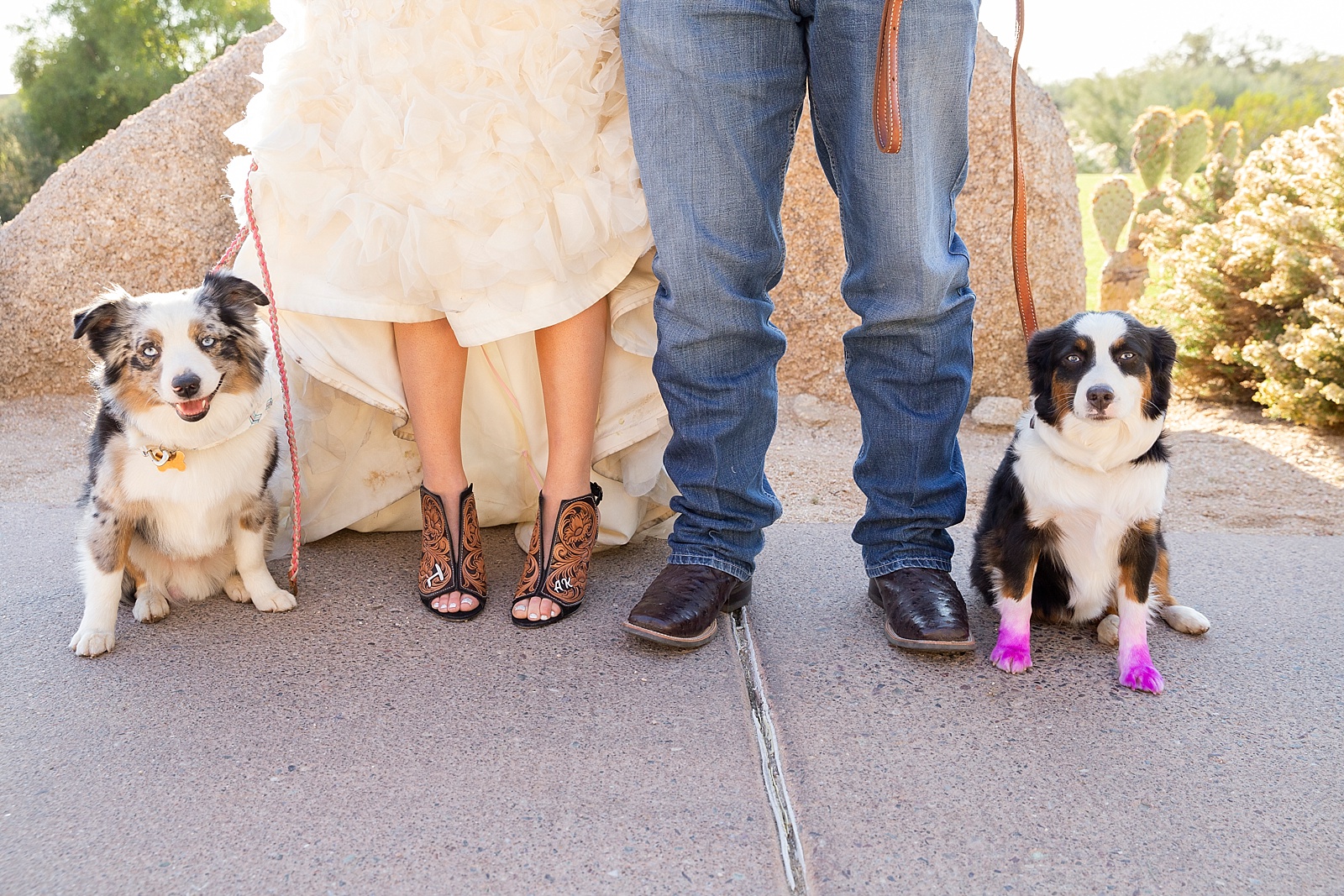bride and groom with dogs on wedding day photographed by Randi Michelle Photography