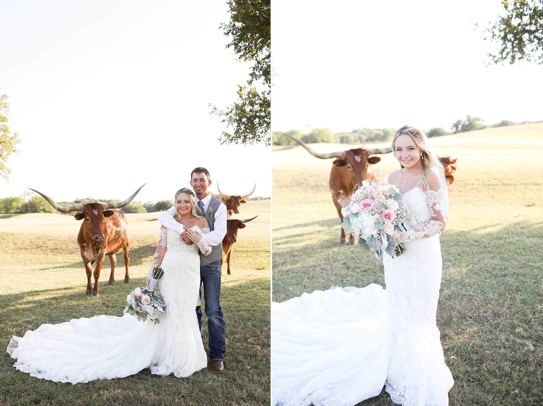 wedding portraits with cattle at Lucky Spur Ranch