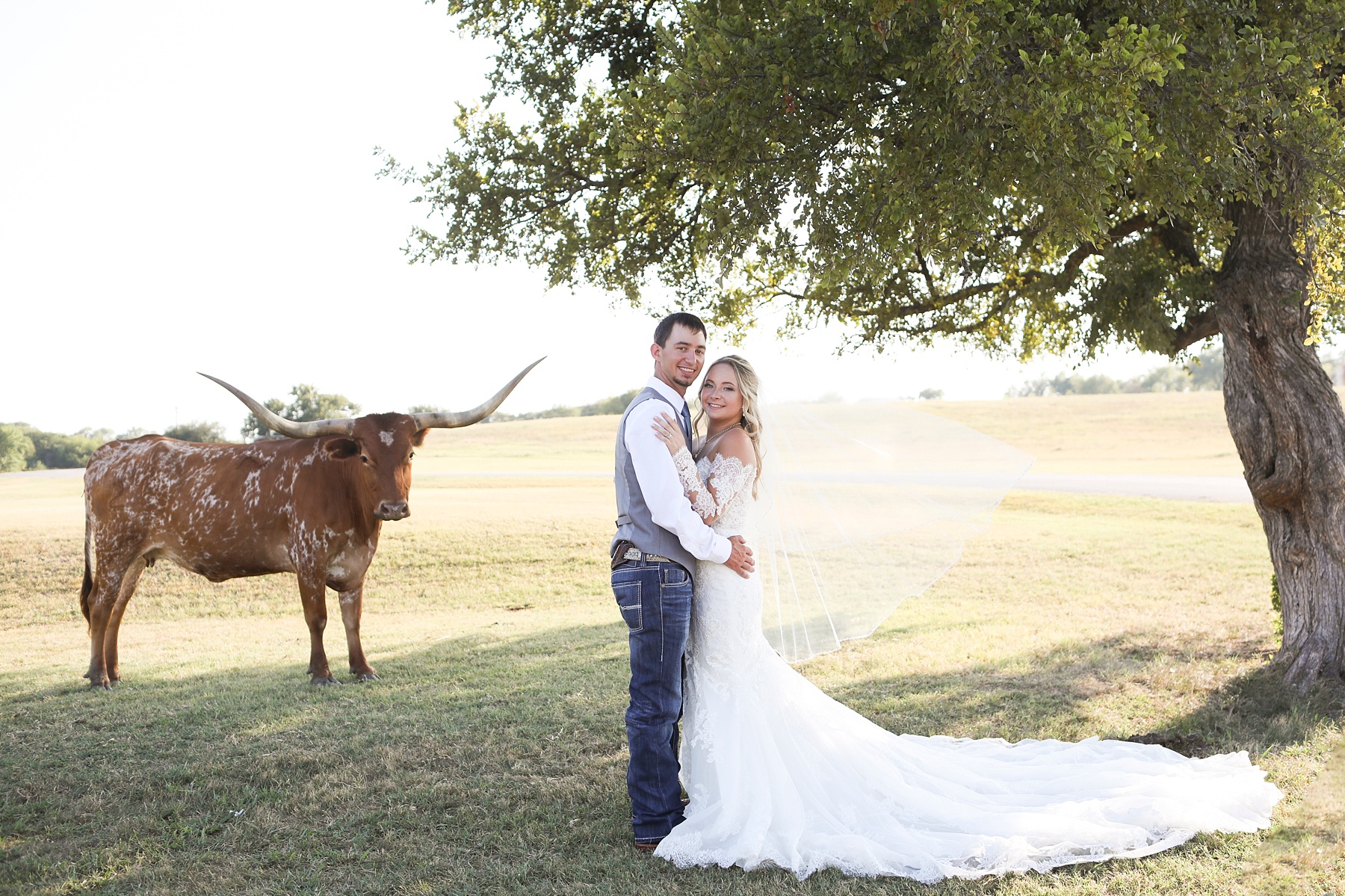 bride and groom pose by Texas longhorn photographed by Randi Michelle Weddings