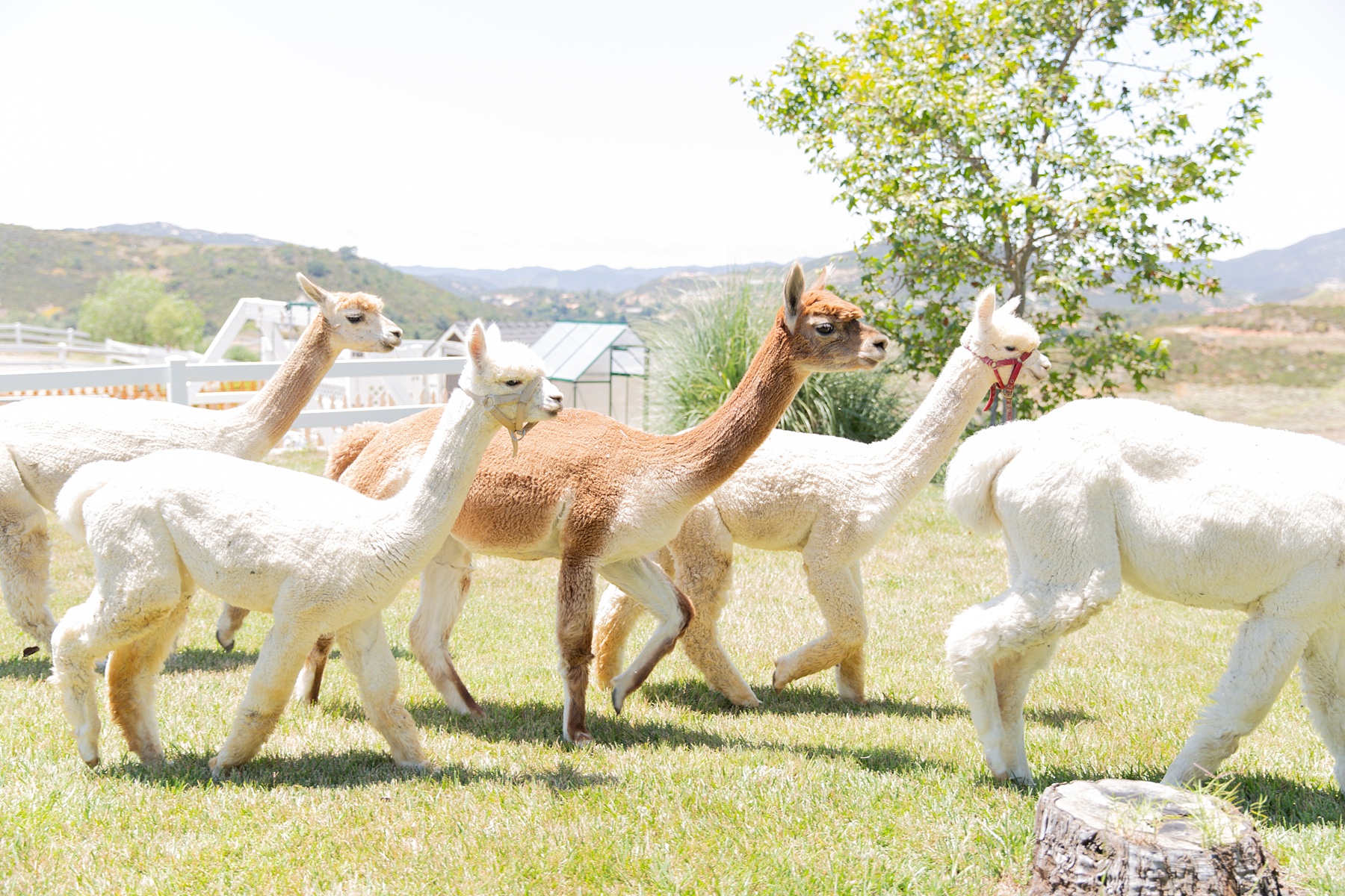 alpacas walk to meet bride and groom