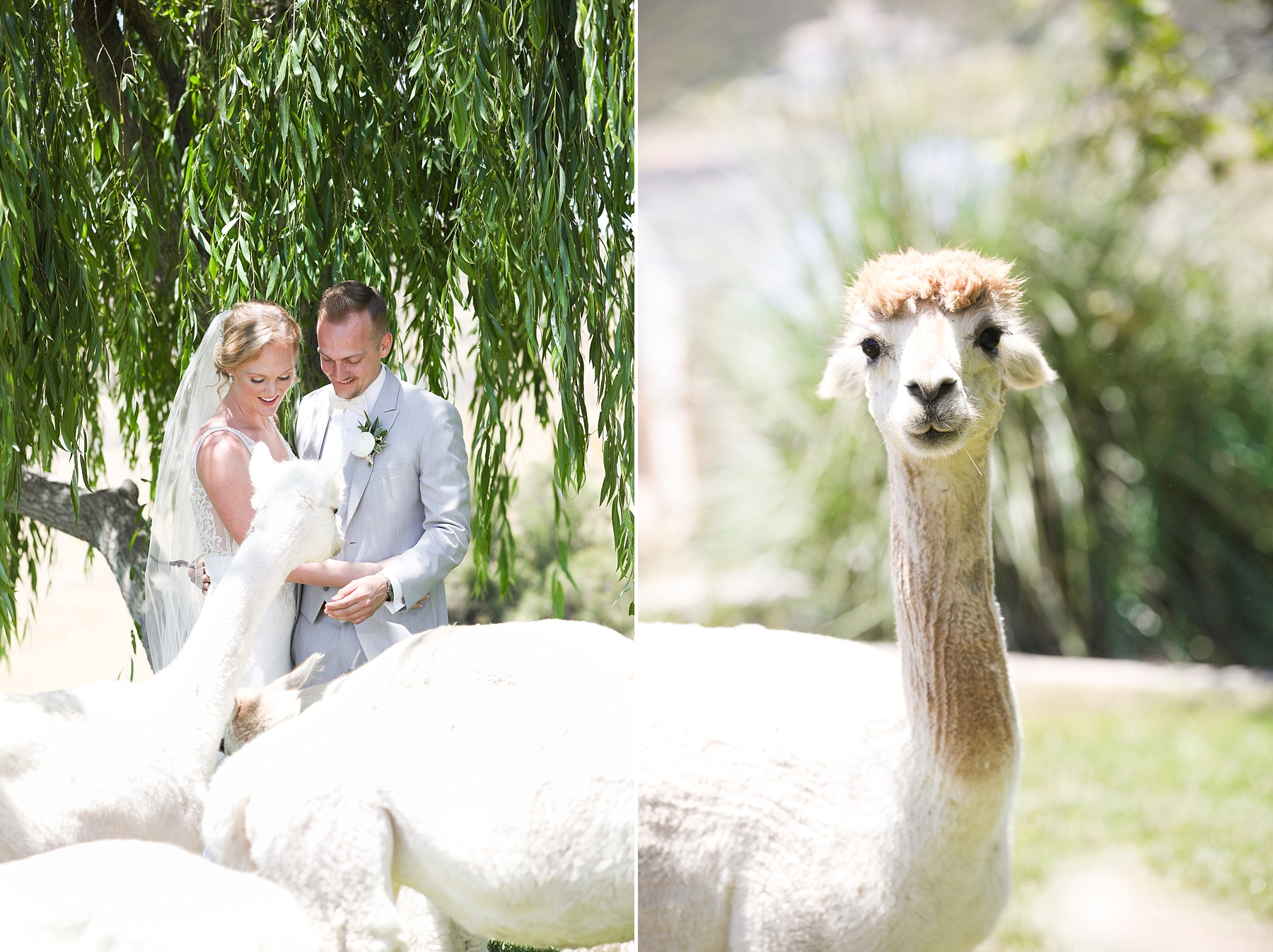 bride and groom pet alpacas during wedding portraits with Randi Michelle Weddings