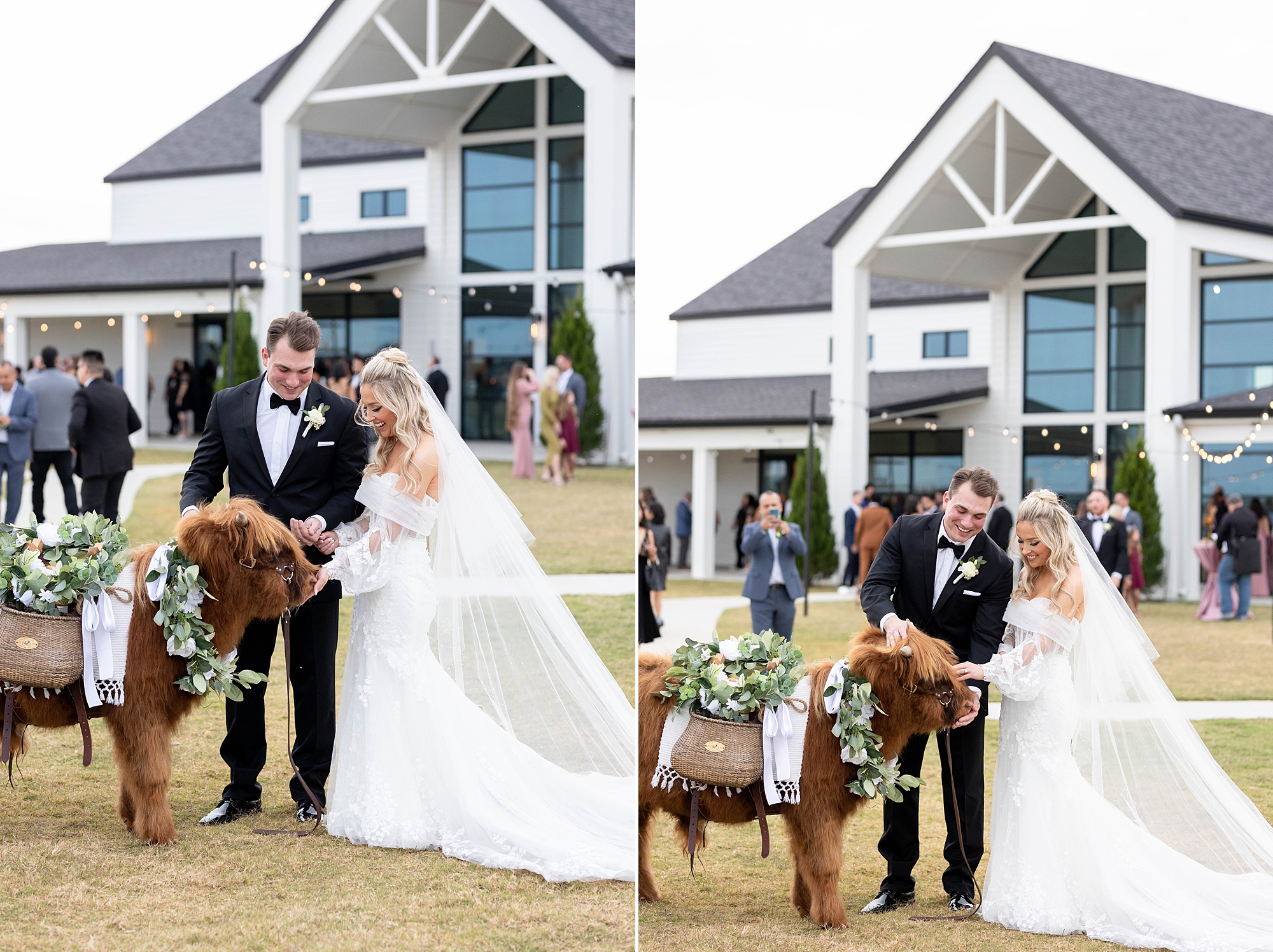 bride and groom laugh petting fluffy cow on Dallas wedding day