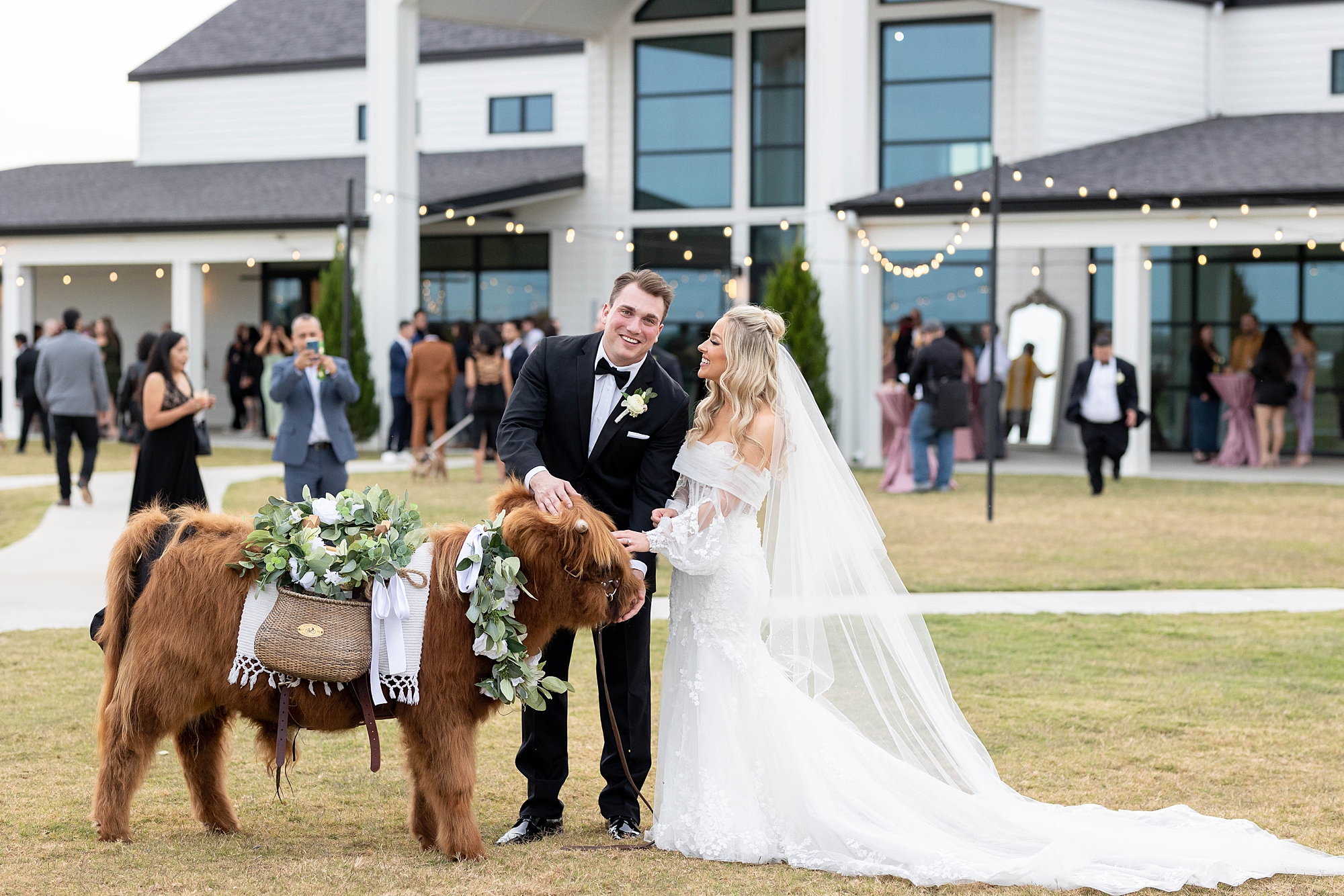 bride and groom pet fluffy cow during wedding at the Gardenia